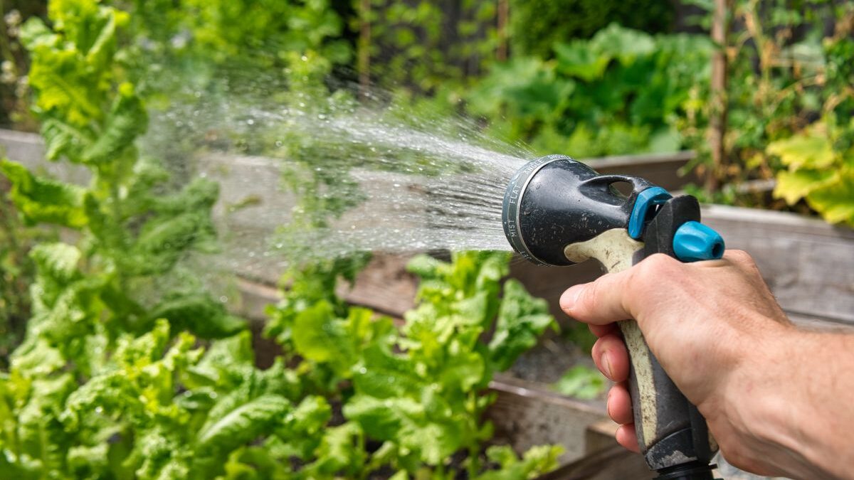 How to Design a Sustainable and Water-Efficient Garden