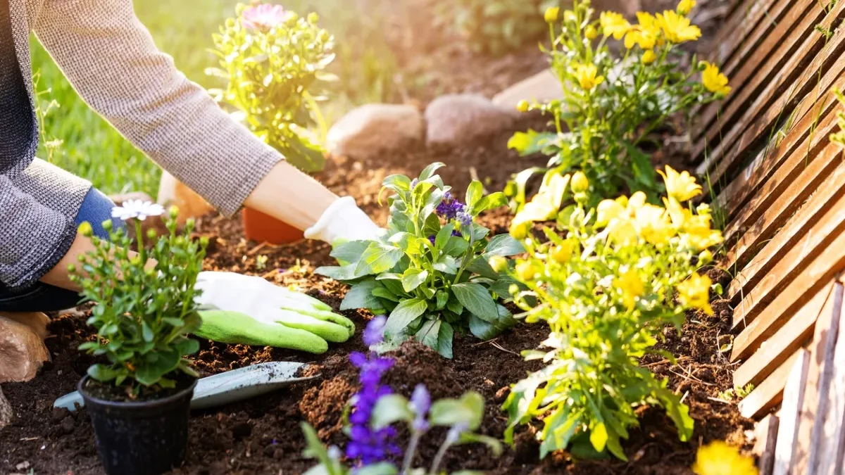 10 Easy-to-Grow Plants for a Low-Maintenance Garden